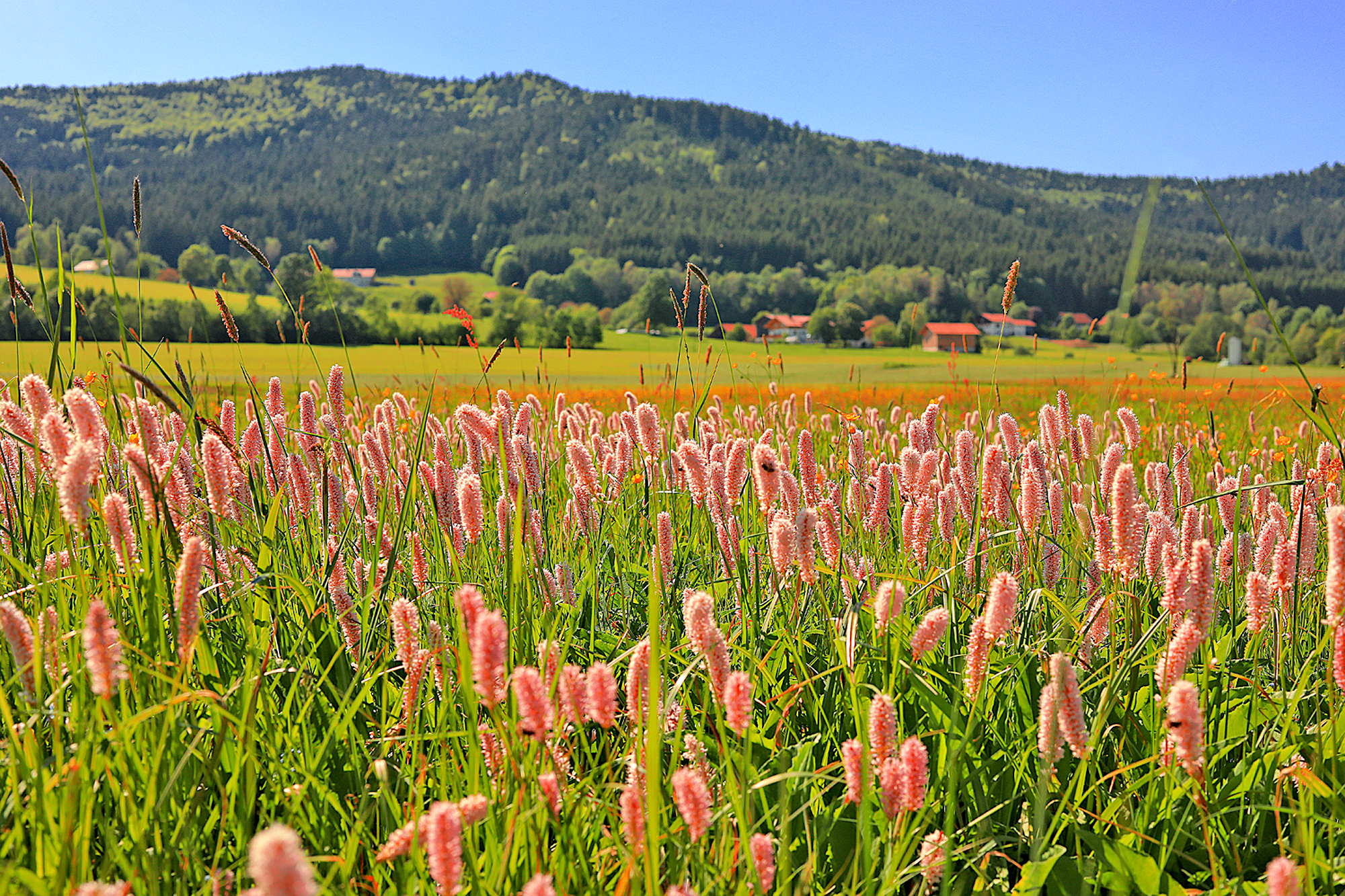 Blumenwiese mit rosa Blumen, Häuser und Wald im Hintergrund