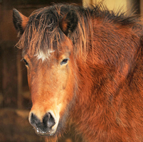 Pferd auf Paulas Bauernhof